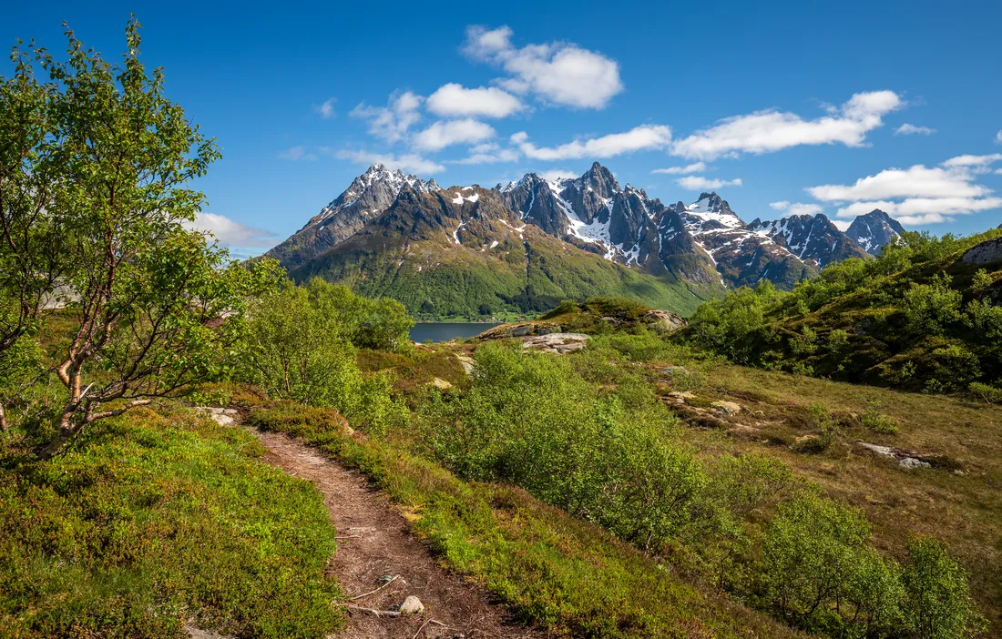 En opptråkket sti går framover gjennom grønn lyngmark i sommerlys, med fjell og blå himmel med lette skyer bak